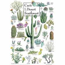 MASTER PIECES 1000-PIECE PUZZLE Cacti of the Desert